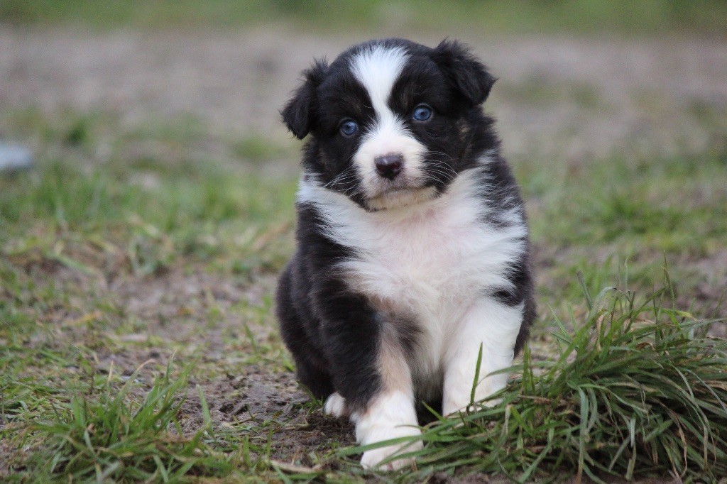 Du Clan De Mackenzie - Chiot disponible  - Berger Australien