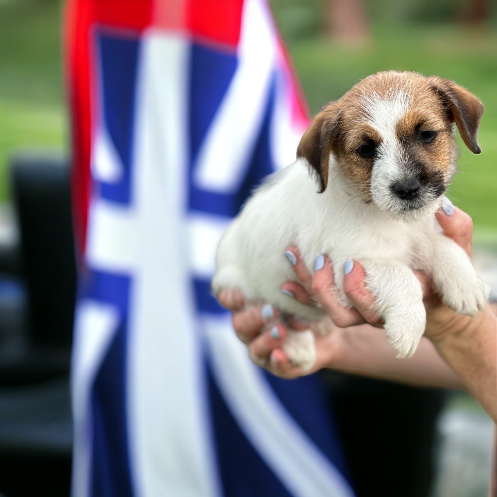 Du Clan De Mackenzie - Chiot disponible  - Jack Russell Terrier