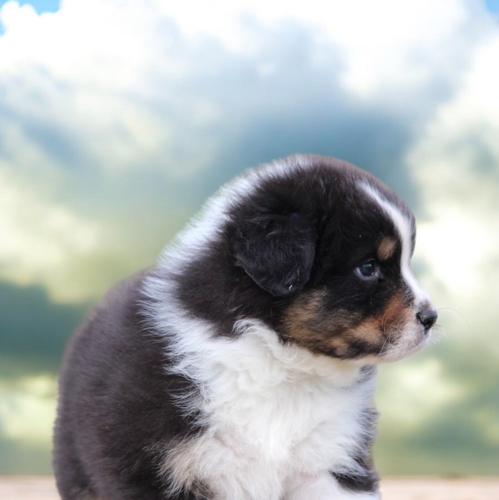 chiot Berger Australien Du Clan De Mackenzie