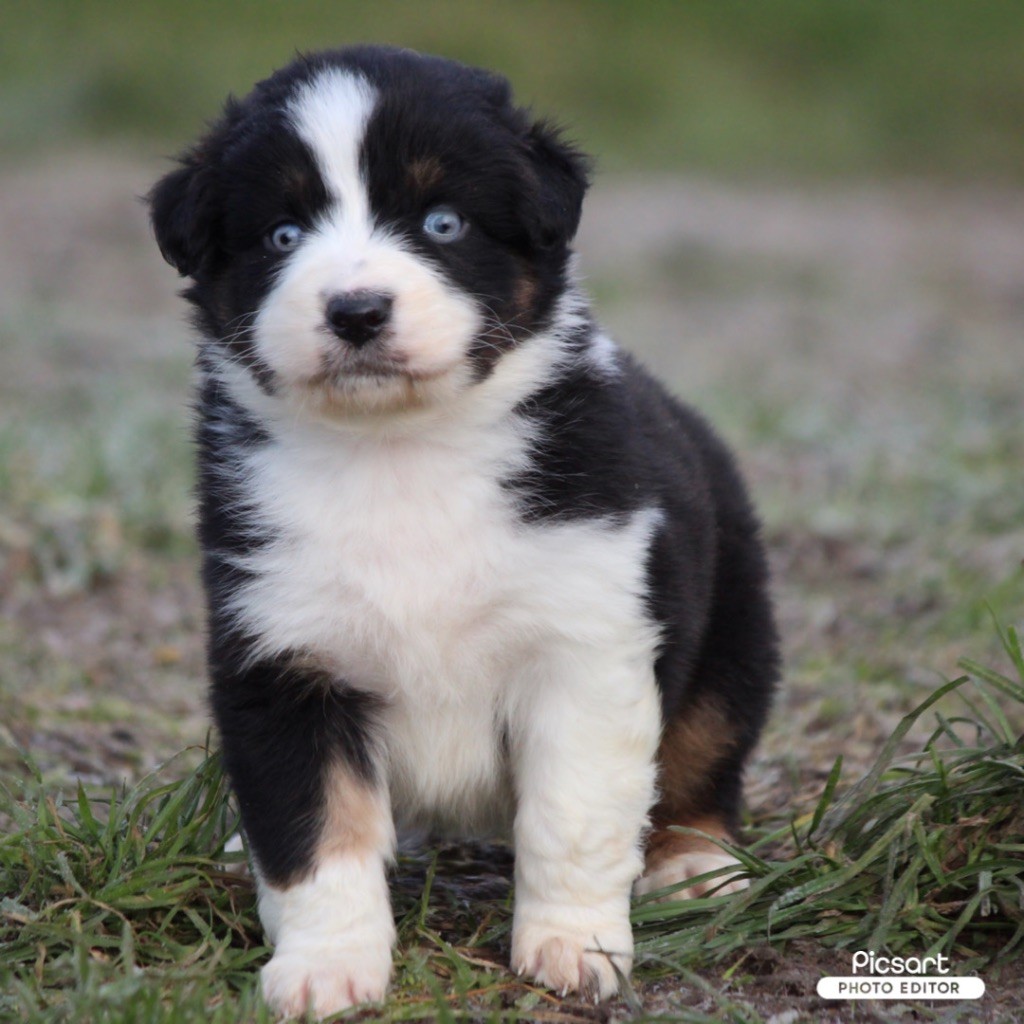 chiot Berger Australien Du Clan De Mackenzie