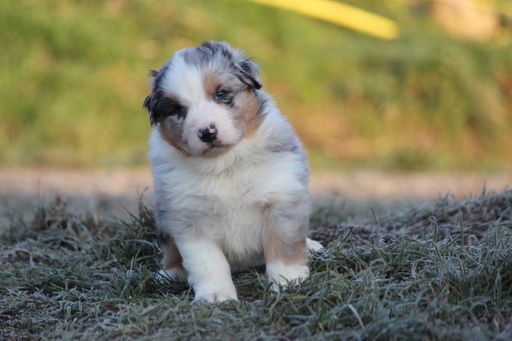 chiot Berger Australien Du Clan De Mackenzie