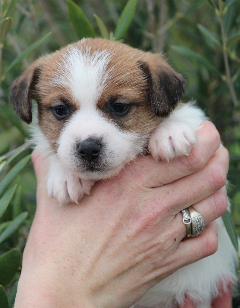 Du Clan De Mackenzie - Chiot disponible  - Jack Russell Terrier
