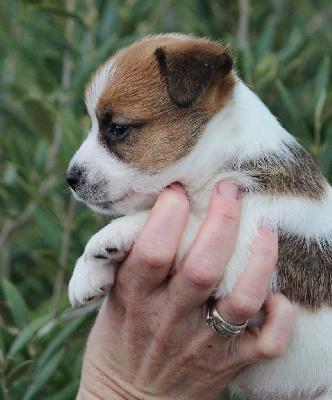 Du Clan De Mackenzie - Jack Russell Terrier - Portée née le 10/03/2024