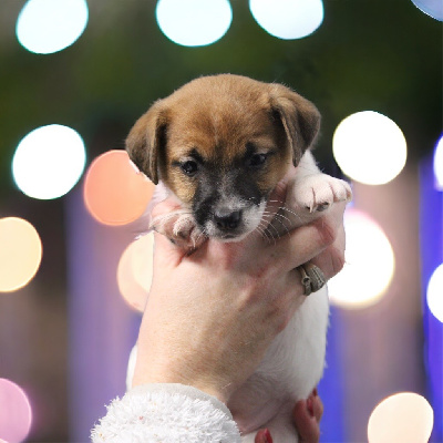 Du Clan De Mackenzie - Jack Russell Terrier - Portée née le 18/11/2023