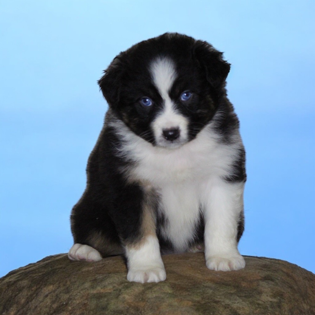 Du Clan De Mackenzie - Chiot disponible  - Berger Australien