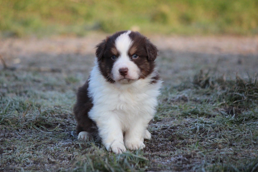 Du Clan De Mackenzie - Chiot disponible  - Berger Australien