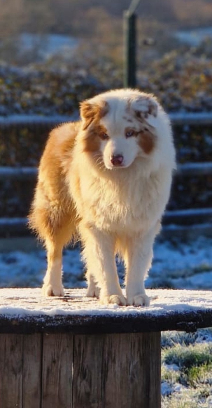 Urban Of Little Blue Stars