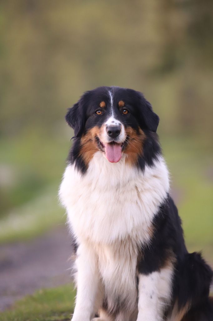 Sookie Du Clan De Mackenzie