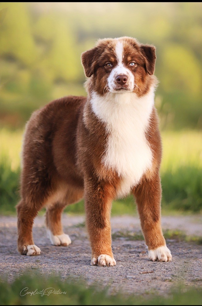 Ullapool Du Clan De Mackenzie