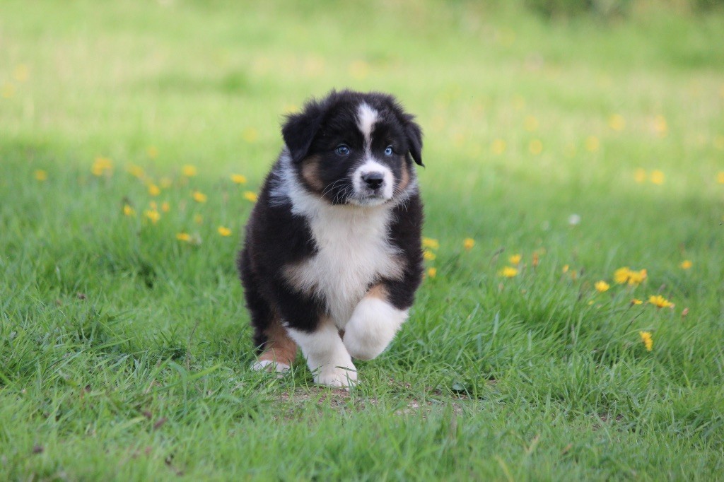 Du Clan De Mackenzie - Chiots disponibles - Berger Australien
