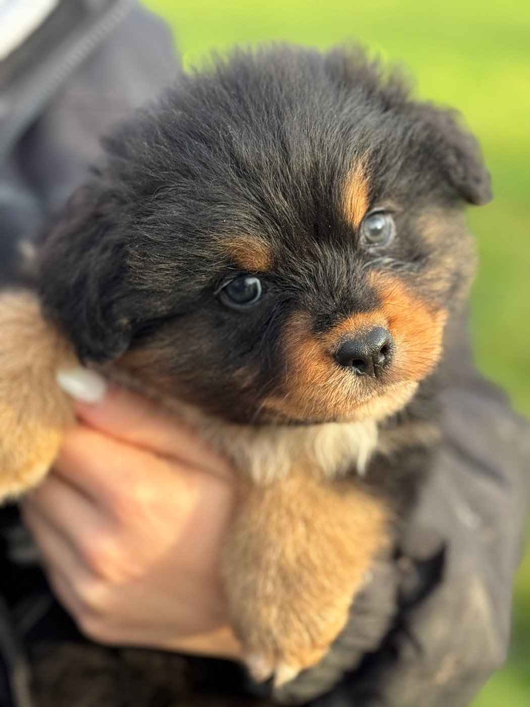 Du Clan De Mackenzie - Chiots disponibles - Berger Australien