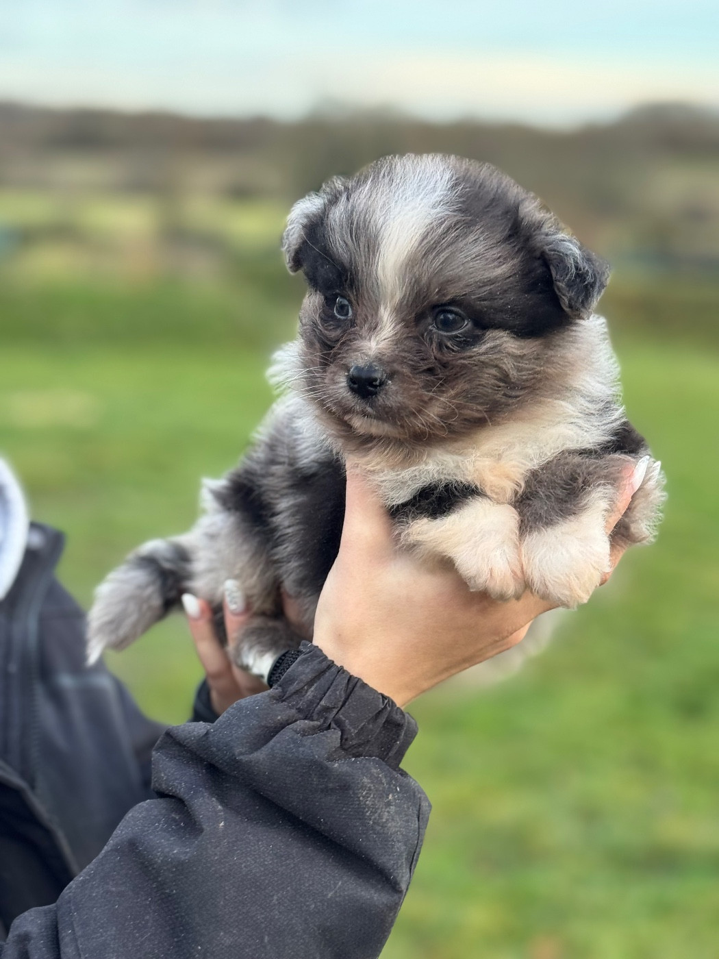 Du Clan De Mackenzie - Chiots disponibles - Berger Australien