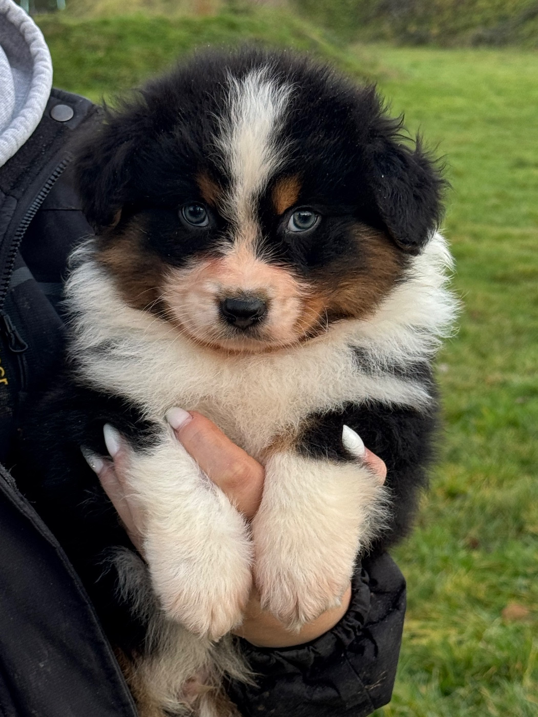 Du Clan De Mackenzie - Chiots disponibles - Berger Australien