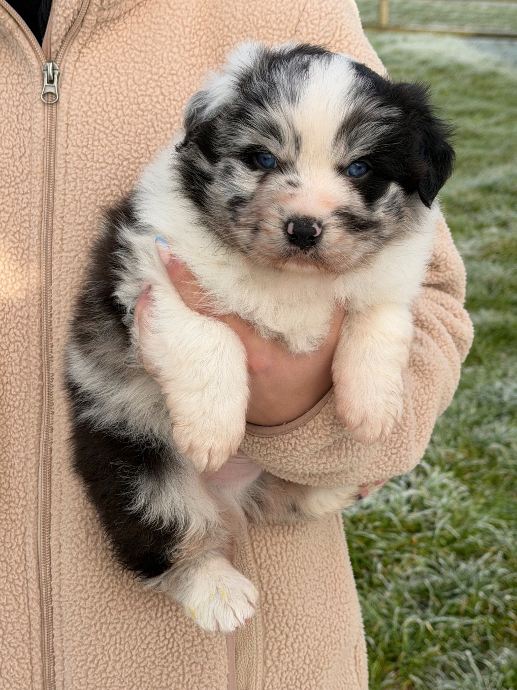 Du Clan De Mackenzie - Chiots disponibles - Berger Australien