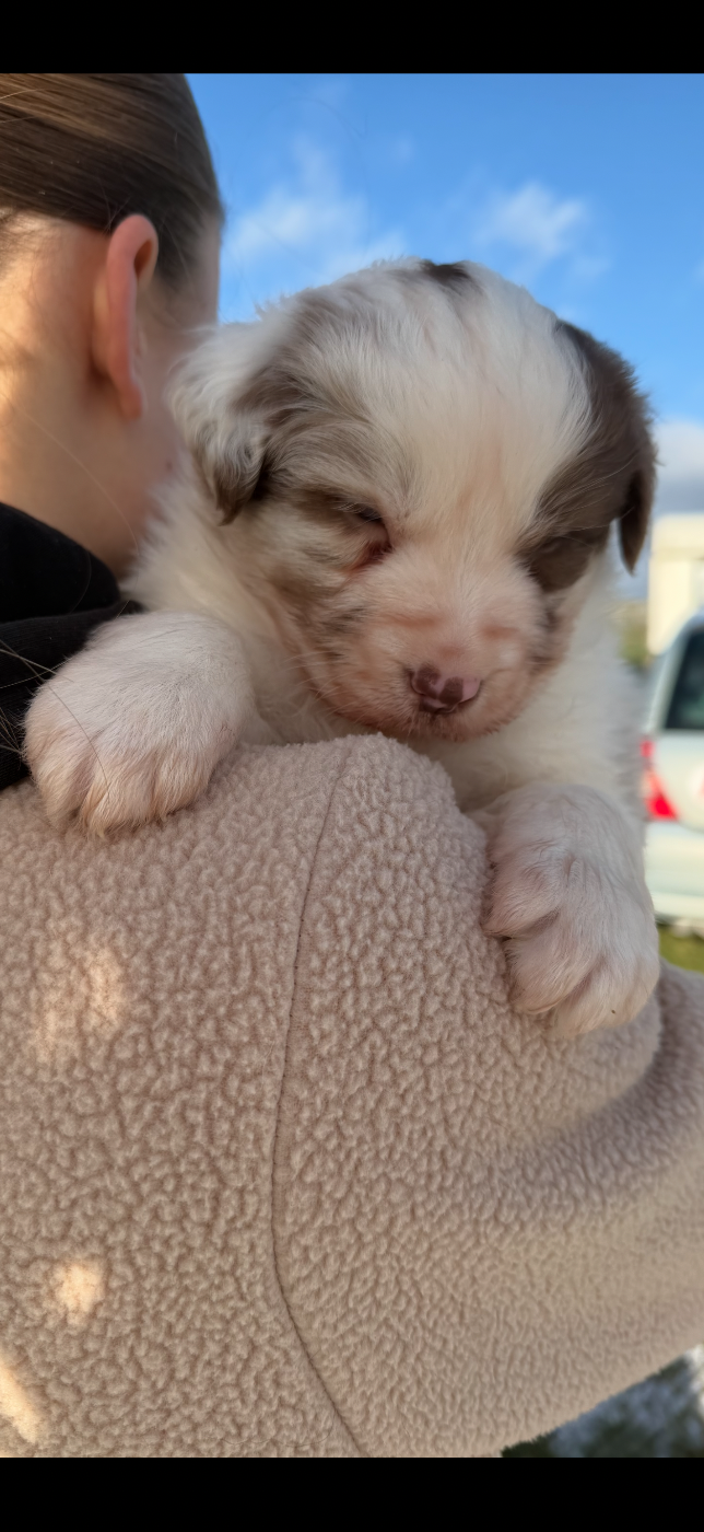 Du Clan De Mackenzie - Chiots disponibles - Berger Australien