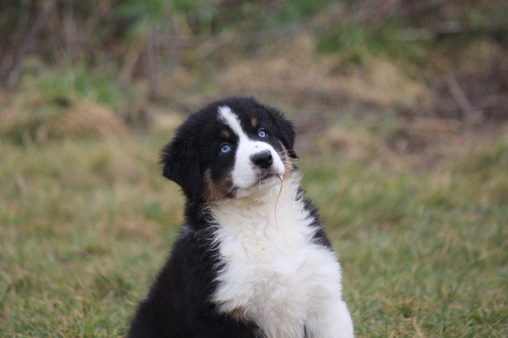 Du Clan De Mackenzie - Chiots disponibles - Berger Australien