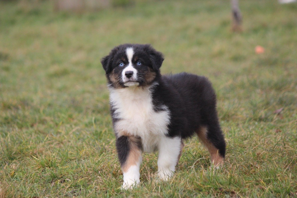 Du Clan De Mackenzie - Chiots disponibles - Berger Australien