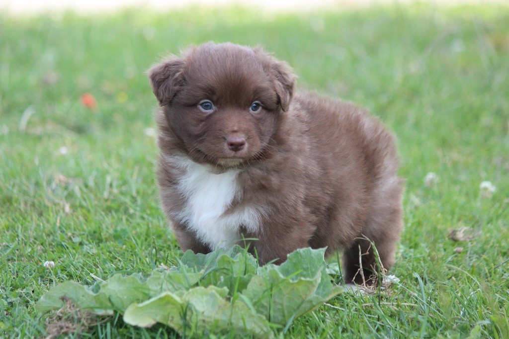 Du Clan De Mackenzie - Chiots disponibles - Berger Australien
