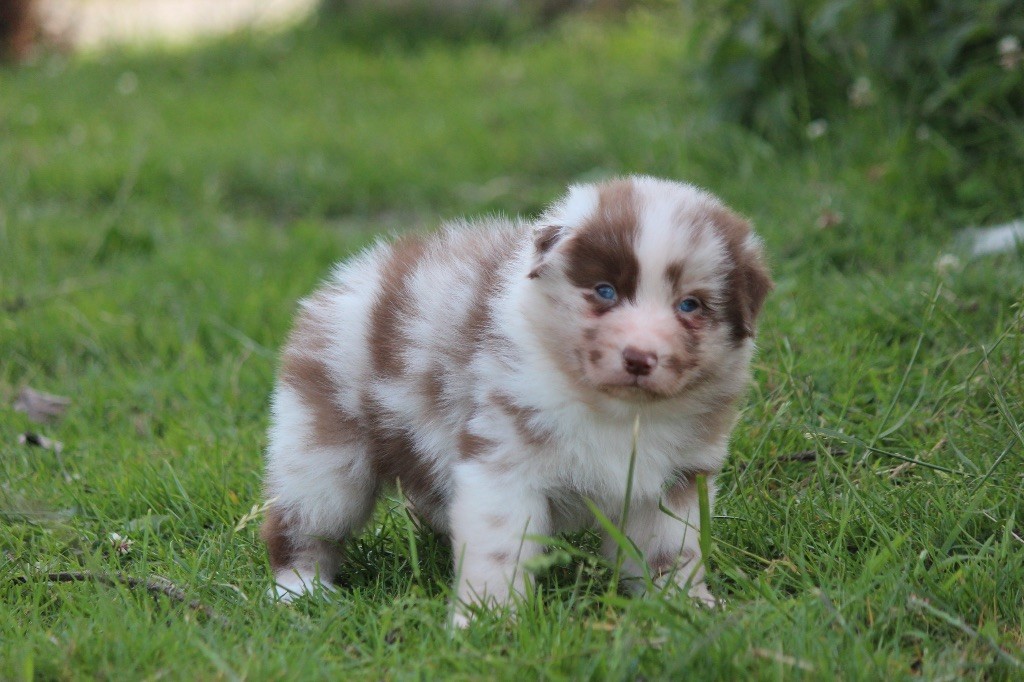 Du Clan De Mackenzie - Chiots disponibles - Berger Australien