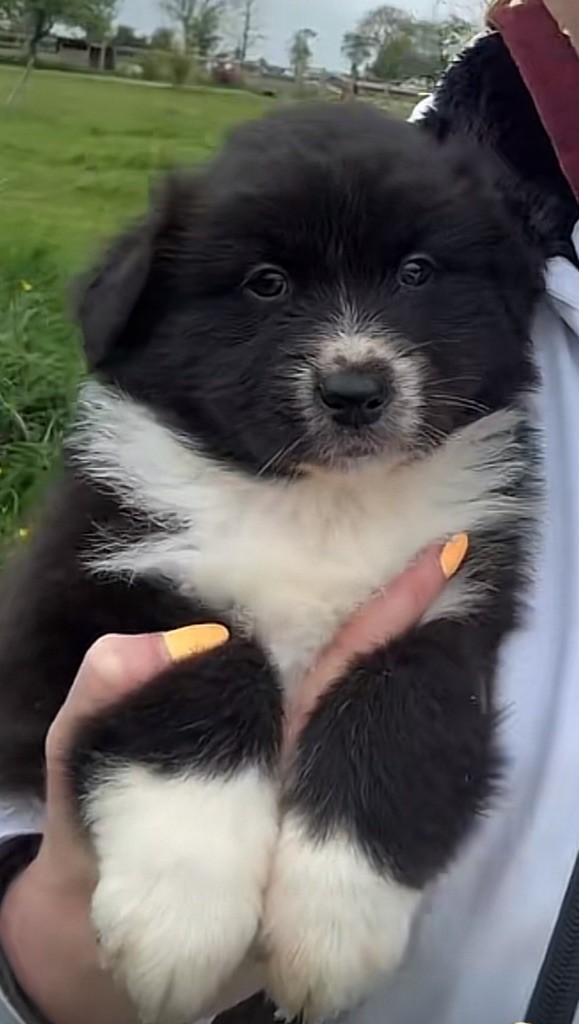 Du Clan De Mackenzie - Chiots disponibles - Berger Australien