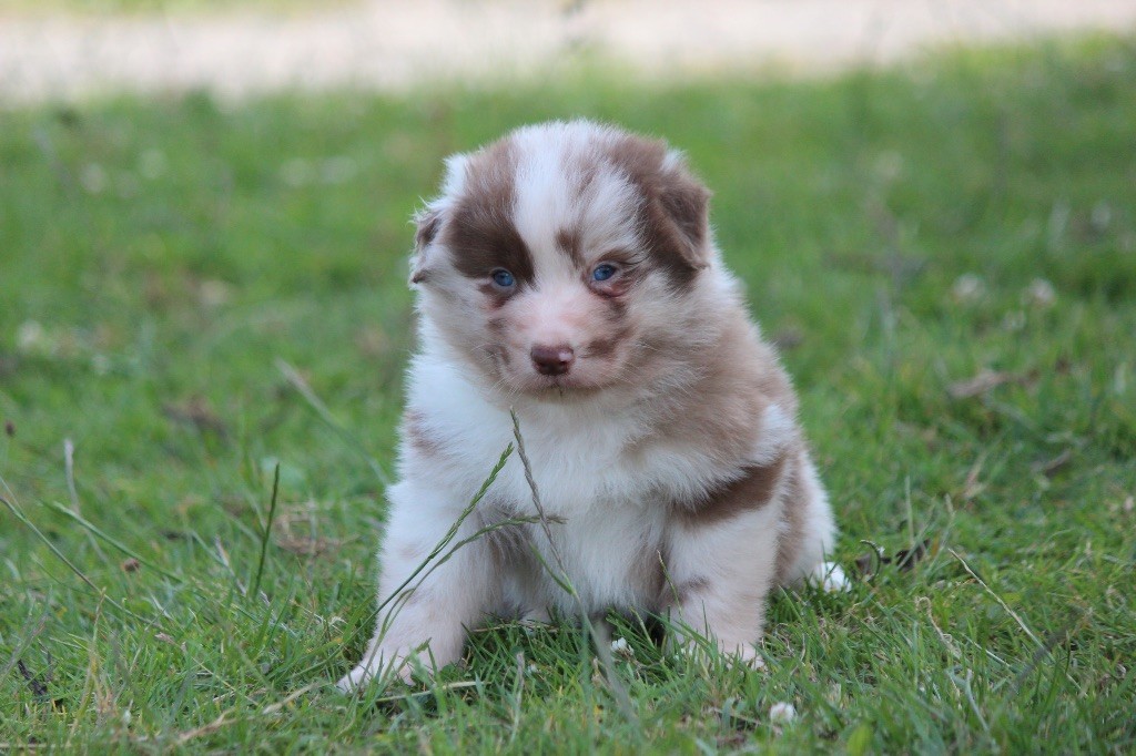 Chiot Berger Australien Du Clan De Mackenzie