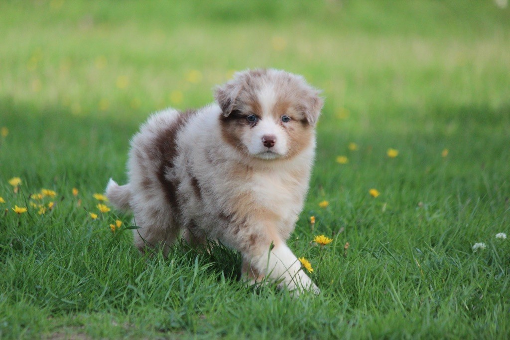 Du Clan De Mackenzie - Chiots disponibles - Berger Australien