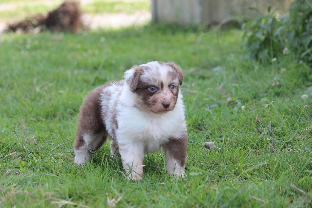 Du Clan De Mackenzie - Chiots disponibles - Berger Australien