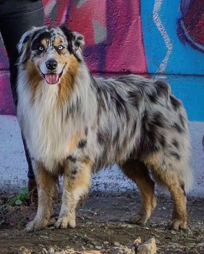 Chiot Berger Australien Du Clan De Mackenzie