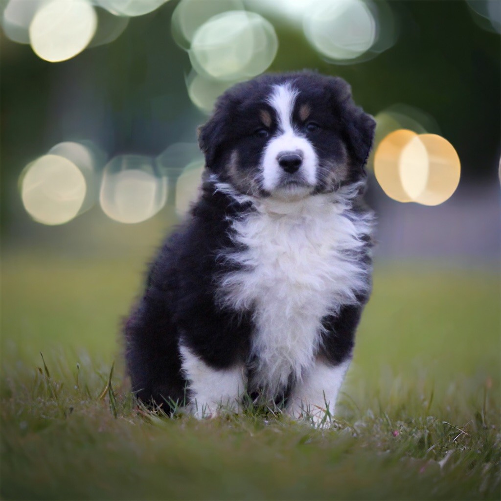 Chiot Berger Australien Du Clan De Mackenzie